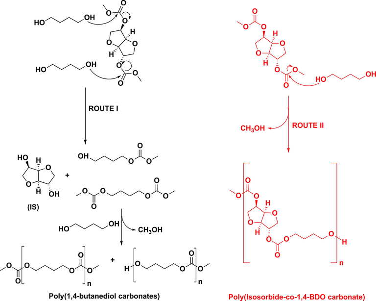 Polycondensation routes of IBMC and 1,4-BDO under basic catalysis.
