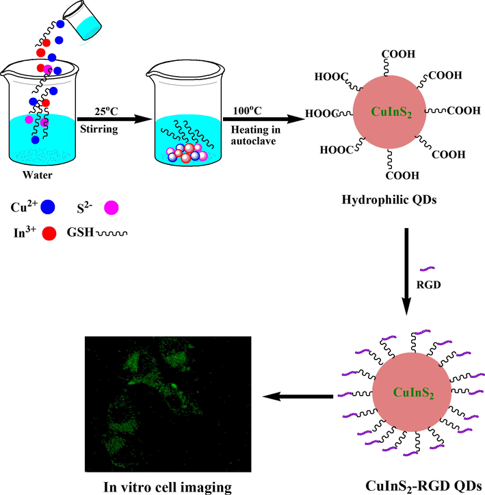 A Schematic diagram for synthetic of hydrophilic CuInS2 QDs for in vitro bioimaging.