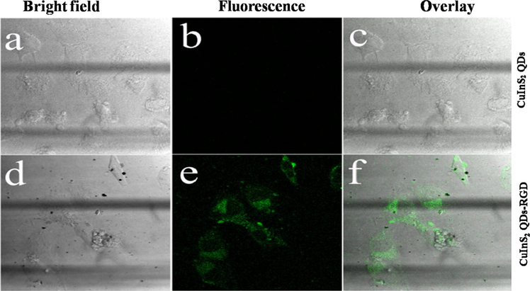 Confocal fluorescence images of HeLa cells incubated with (a–c) CuInS2 QDs and (d–f) CuInS2 QDs functionalized with RGD. Particle concentration: 100 μg/mL; Irradiation: 488 nm. The scale is 0–100 μm.