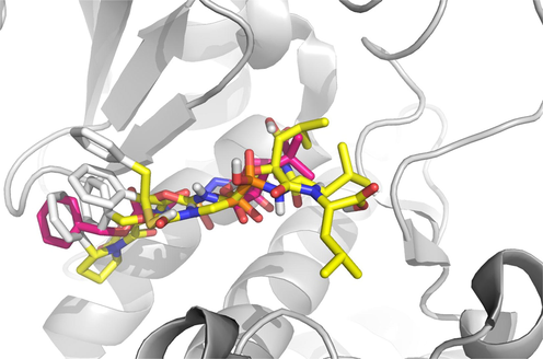 Conformational comparison of compounds 20, 21 and 22 (in yellow) from the crystal structures in Thermolysin–5H9a inhibitor complex (inhibitor in red). a: N-[(S)-({[(benzyloxy)carbonyl]amino}methyl)(hydroxy)phosphoryl]-L-leucyl-4-methyl-L-leucine-(6S,9S)-1-(benzyloxy)-6-isobutyl-9-neopentyl-4-oxido-1,4,7-trioxo-2,5,8-triaza-4-phosphadecan-10-oate (C22 H36 N3 O7 P).