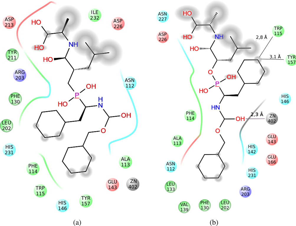Representation of the interactions of the compound 43 (A) and 172 (B) in the active center of the Thermolysin. The interaction surface with the solvent has been shaded. The polar area of interaction has been represented with blue ribbons; the hydrophobic area, with green ones, and the density of negative charge, with red ones. The interaction with the Zn2+ has been represented with a gray line.