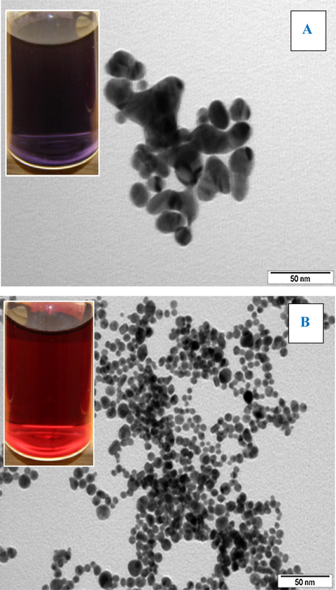 TEM images of AuNPs dispersion in the water-PEG of molecular weight 400 g mol−1 obtained by sputtering, prepared at 30 mA and 300 s with ratio of water-PEG: (A) −1:1 and (B) −1:9.