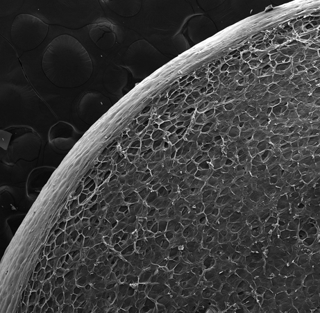 The SEM image expanded PSB.