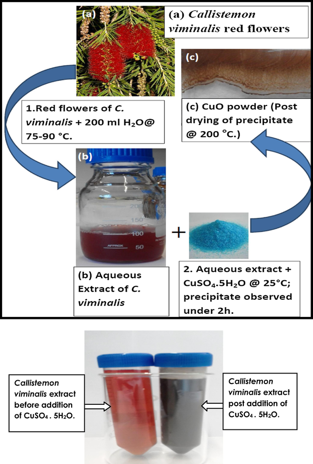 Schematic representation of the biosynthesis of CuO nanoparticles using aqueous extracts of Callistemon viminalis.