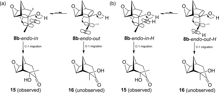 (a) Conformational equilibrium in the neutral species of conformers 8b-endo-in and 8b-endo-out, and possible C-1 migration products 15 and 16. (b) Conformational equilibrium in the protonated species of conformers 8b-endo-in-H and 8b-endo-out-H, and possible C-1 migration products 15 and 16.