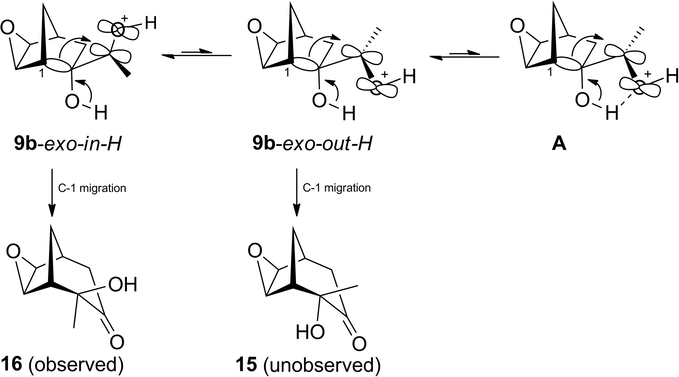 Conformational equilibrium in the protonated species of conformers 9b-exo-in-H and 9b-exo-out-H, and possible C-1 migration products 15 and 16.