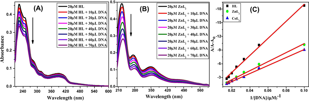 UV–Vis spectra of 20 µM HL (A), ZnL2 (B) at pH-7.4 (phosphate buffer) in the absence and presence of different amounts of DNA. Plot of A/A-Ao against 1/[DNA] for the titration of CT-DNA with HL, ZnL2, CoL2 (C).