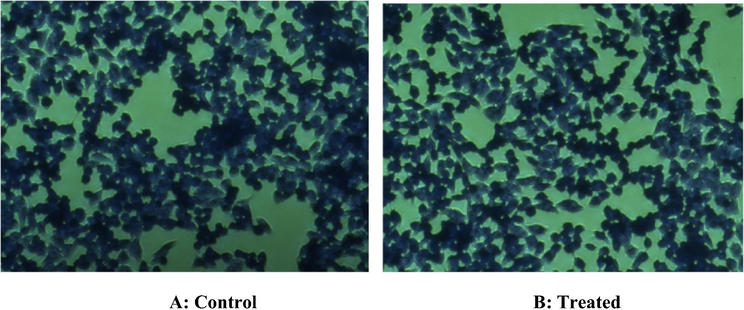 Inverted microscope images were illustrating the possible cytotoxic response of core NCs on HT-29 cells through crystal violet staining. (A): No cytotoxicity was observed in control untreated HT29 cells. (B): Nonsignificant cytotoxic response was observed in HT29 exposed with highest (100 µg) concentrations of core NCs. Although very little alterations were observed in morphology and number of HT-29 cells.