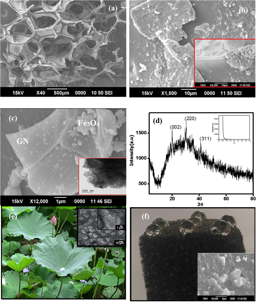 SEM images of GPUF depicting the porous nature (a); SEM images depicting the incorporation of wrinkled Graphene sheets and Iron oxide (b). Inset depict the walls of GPUF revealing the heterogeneity; SEM image confirming the incorporation of Iron oxide on GN sheets (c). TEM image in the inset represents the mesoporous nature of Iron oxide nanoparticles; XRD pattern of Graphene-iron oxide composite depicting reflections characteristic of planes in Graphene at 2theta values 21° and that of Fe3O4 at 30.5° and 41.1° (d) Inset shows the Low angle XRD of iron oxide nanoparticles. Comparison of surface roughness of lotus leaf and GPUF revealing the super hydrophobicity (e), (f). Images of water drops on the surface and the corresponding SEM images (inset).