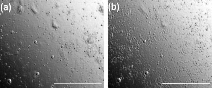 Polarizing optical microscope (POM) images of 5 mM 16-Isb-16 at (a) 43 °C and (b) 47 °C. Scale bar represents 10 µm.