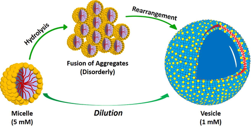 Schematic representation of dilution induced micelle to vesicle transition (MVT) in aqueous isosorbide spacer based cationic gemini surfactant (16-Isb-16.)