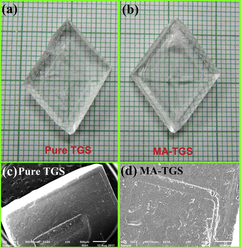 Photograph of as grown (a) pure TGS and (b) MA-TGS single crystals by slow evaporation technique. SEM micrographs of (1 0 0) plane of (c) pure TGS and (d) MA-TGS single crystals showing the step growth mechanism.