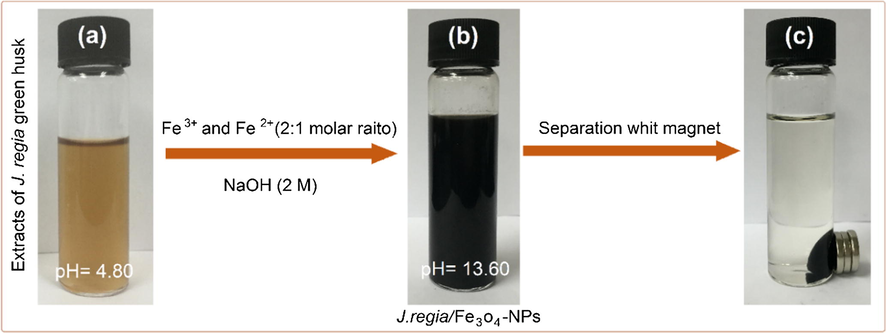(a) J. regia extracts, (b) J. regia/iron oxide nanoparticles and (c) separation of synthesized J. regia/iron oxide nanoparticles from the reaction mixture using an external magnet.