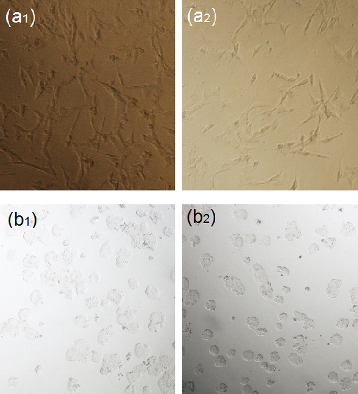 Microscopic images of J. regia/iron oxide nanoparticles on 3T3 (control a1 and treated cell a2) and HT-29 (control b1 and treated cell b2) respectively.