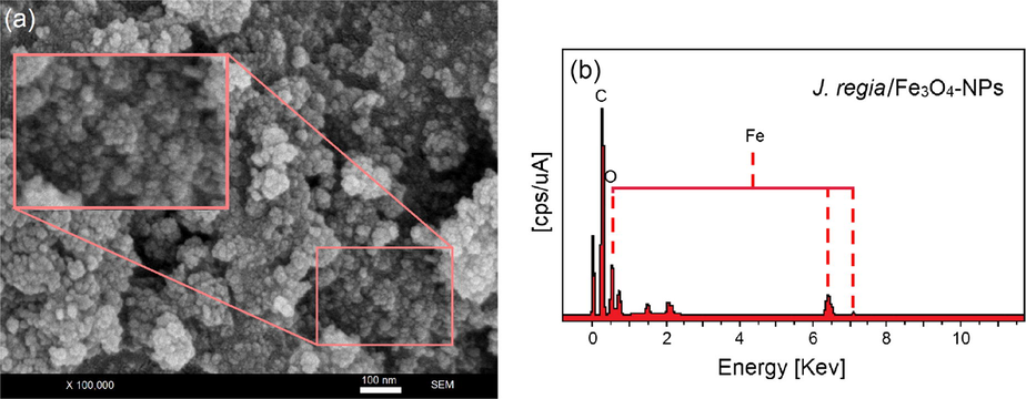 FESEM micrographs (a) and EDX spectra of the J. regia/iron oxide nanoparticles (b).