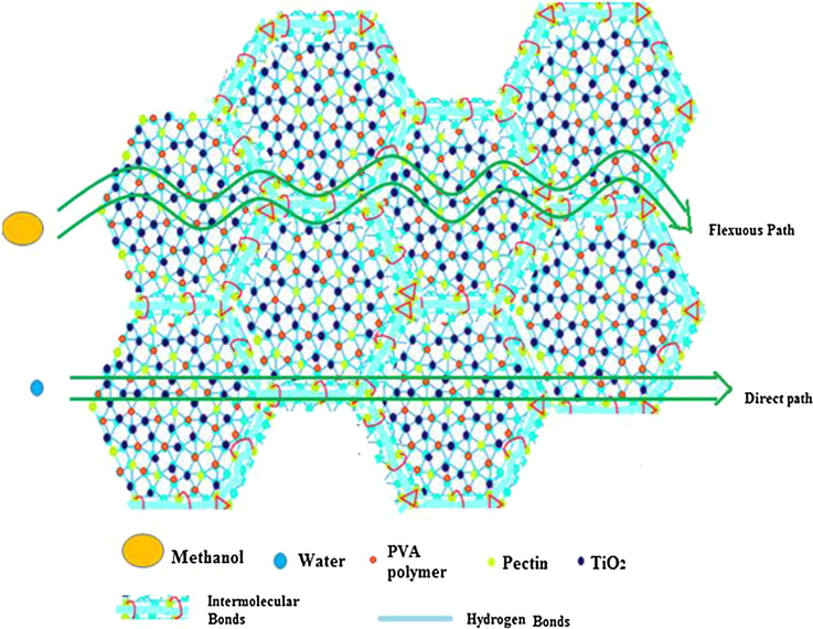 Schematics illustrating the facile proton transport and restricted methanol passage through PC-PVA/s-TiO2 hybrid nanocomposite membranes.
