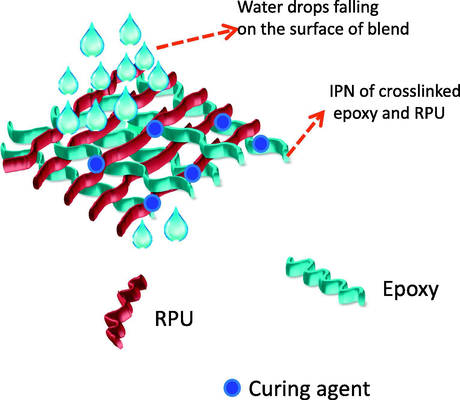 Assumption of limited water penetration through the IPN formed between epoxy and PU.