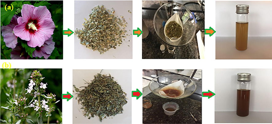 Alcea (a) and Thyme (b) plants and prepared aqueous extracts.