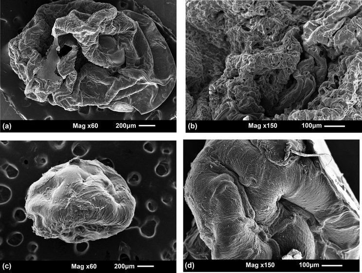 SEM images of CMS/Cs microparticles (a and b) and Cs/TPP microparticles (c and d).