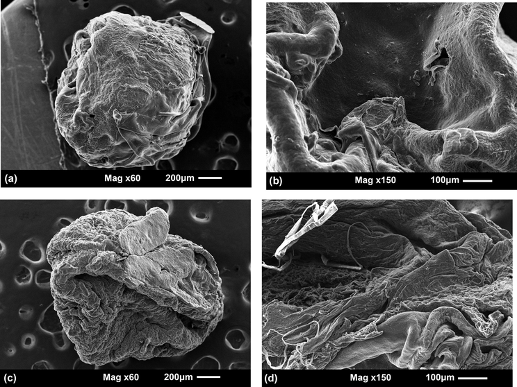 SEM images of CMS/Cs-BSA microparticles (a and b) and Cs/TPP-BSA microparticles (c and d).