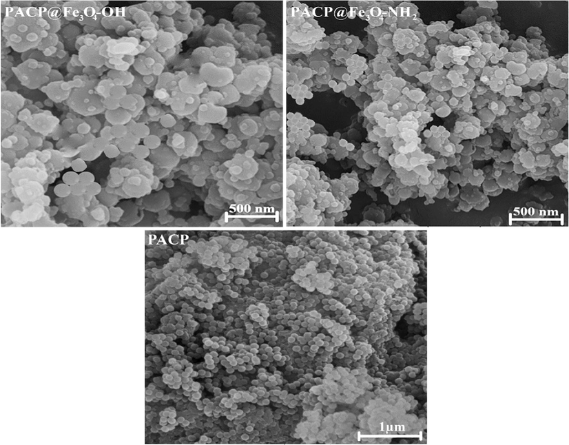 SEM micrographs of the PACP, PACP@Fe3O4-NH2 and PACP@Fe3O4-OH nanocomposites.