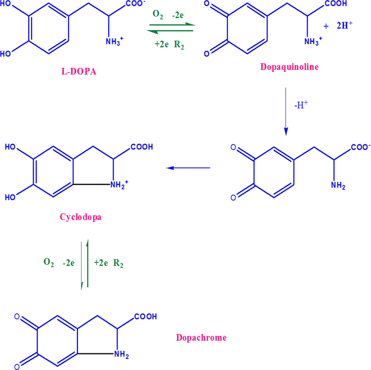 The electrode mechanism of l-DOPA at CuNP/MWCNT-MIP modified GCE.