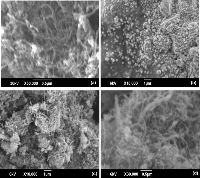 Scanning electron micrographs of (a) MWCNT, (b) CuNP (c) CuNPs/MWCNT-CH⚌CH2 (d) CuNPs/MWCNT-MIP.