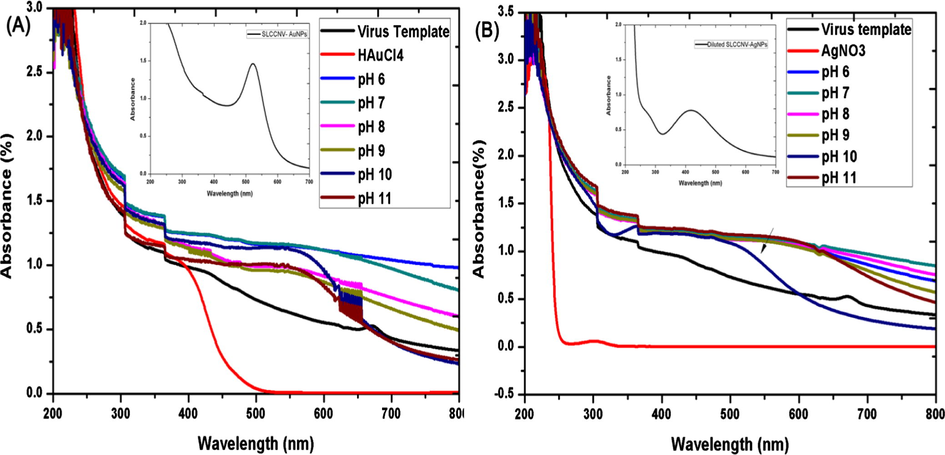 UV/Vis absorbance spectrum of pH-activated-SLCCNV-biotemplate mediated fabrication of nanomaterials with gold (A) and silver (B) precursors. A & B (Inset) shows the absorbance spectrum of one time DDH2O diluted pH 10-virus hybrid nanomaterial.