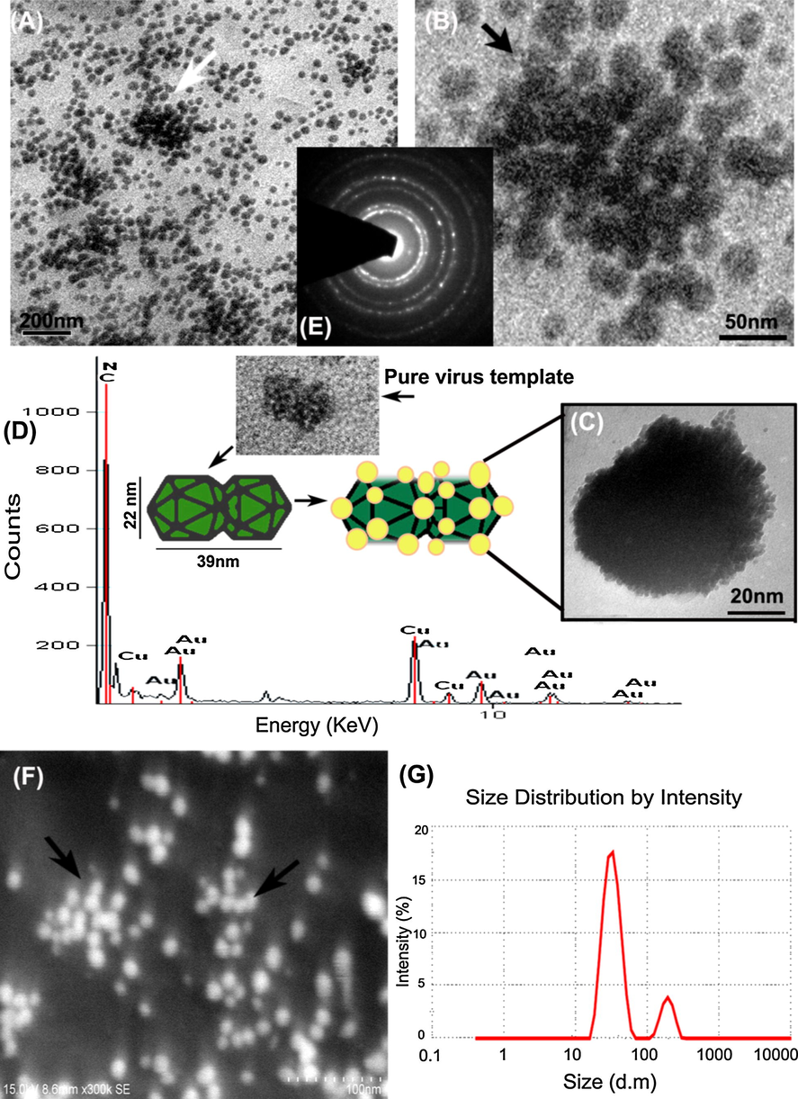 All images corresponding to virus fabricated hybrid gold nanomaterials (A)–(C) HRTEM images taken in various nanoscale bars such as 100 nm, 50 nm and 20 nm shows the virus particles decorated with a densely packed array of gold nanoparticles (D) EDX spectra representing the molecular species, (E) SAED diffraction pattern (F) FESEM image (G) DLS spectrum of hybrid AuNPs. Inset showing pure virus particles with similar graphical representation.