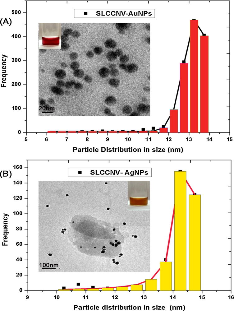 Histogram showing the particle size distribution corresponding to the HRTEM images of (A) Virus hybrid gold nanomaterial and (B) Virus hybrid gold nanomaterial.