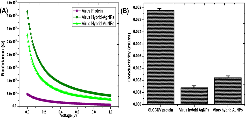 Electrical conductivity (EC) analysis of SLCCNV protein, SLCCNV fabricated gold nanomaterial and SLCCNV fabricated silver nanomaterial, (A) Pico-ammeter measured materials resistance properties at various voltage sources (0.1–1 V), (B) Histogram represents the electrical conductivity of materials (Data are shown as standard deviation with error bar).
