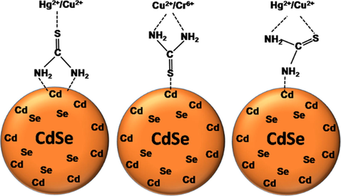 Possible bindings metal ions with thiourea attached to the surface of CdSe QDs.