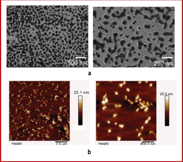 Different microscopy images of selected nanogels obtained at two different magnifications: (a) TEM and (b) AFM images. Reprinted from reference (Sahle et al., 2017).