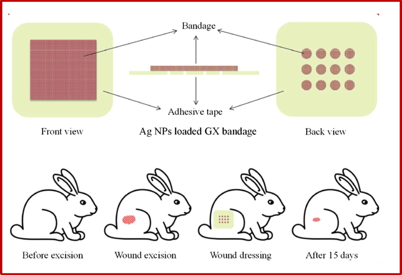 Schematic diagram showing the preparation of wound dressing and wound treatment. Reprinted from reference (Muhammad et al., 2017).