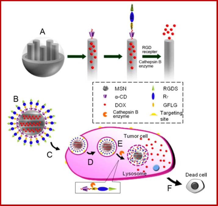 (A) Functionalization procedure of the MSNs. (B) Drug-loaded MSNs under physiological condition. (C) RGDS-targeted to the tumor cell. (D) Endocytosis into a specific tumor cell. (E) Cathepsin B enzyme-triggered drug release in the cytoplasm. (F) Apoptosis of the tumor cell. Reprinted from reference Sahle et al., 2017.