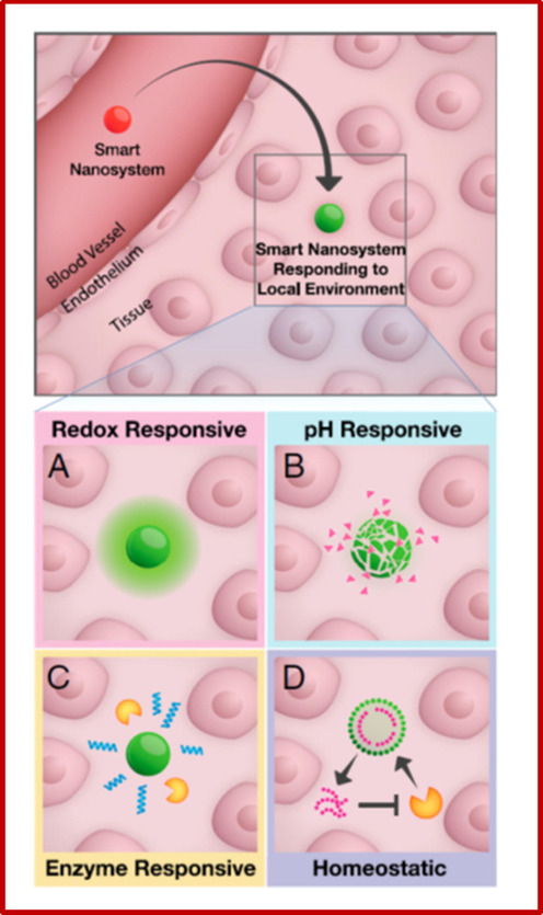 Smart nanosystems in circulation (red) can sense their local environment and are responsive (green) to (A) redox, (B) pH, (C) enzymes, (D) homeostatic regulation. Reprinted from reference Kwon et al. (2015).