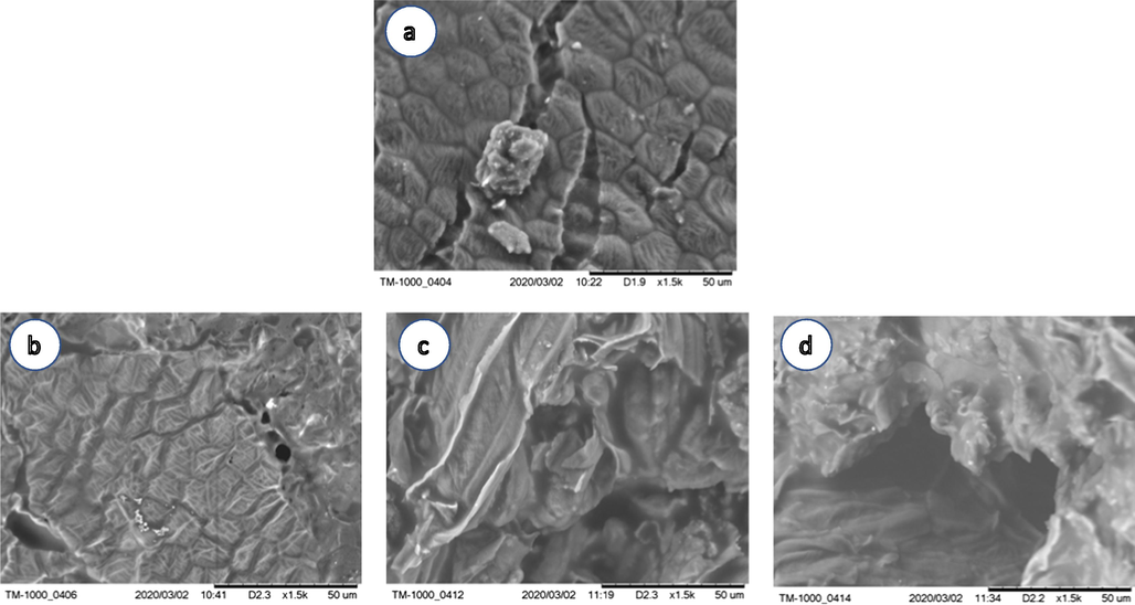 Impact of expander and Instant Controlled Pressure-Drop DIC texturing on structure of Crushed - flaked soybeans by scanning electron microscopic SEM observation: (a) non thermal textured seeds; (b) Expander treated seeds; (c) DIC textured seeds; (d) DIC-textured of Expander treated seeds.