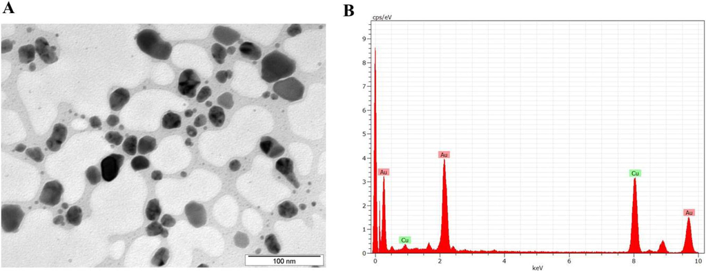 HR-Transmission electron microscopy (TEM) (A) & Energy dispersive X-ray analysis (EDX) of AuNPs formulated from Curcuma wenyujin (CW-AuNPs). The TEM image of CW-AuNP’s clearly depicts the synthesized CW-AuNPs were spherical in shape and are homogenously distributed (A). The EDAX study confirms the existence of curcumin and gold ions present in the CW-AuNP’s (B).