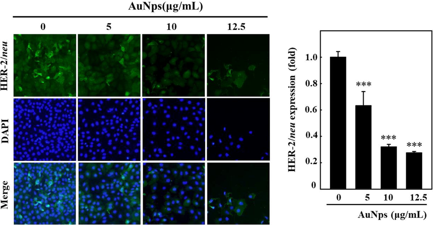 Effect of AuNPs formulated from the Curcuma wenyujin (CW-AuNPs) on HER-2/neu expression in breast carcinoma cell line MDA-MB231/HER2. (A) MDA-MB231/HER2 cells were supplemented with three different dosages of CW-AuNP’s 5 µg/ml, 10 µg/ml, 12.5 µg/ml for 24 h and assessed for HER2/neu protein expression by immunocytochemical analysis. The control and CW-AuNPs treated cells were stained with DAPI staining to measure the apoptosis induction by CW-AuNPs. Each bar represents mean ± SEM of three independent observations. P < 0.05 is considered as statistically significant.