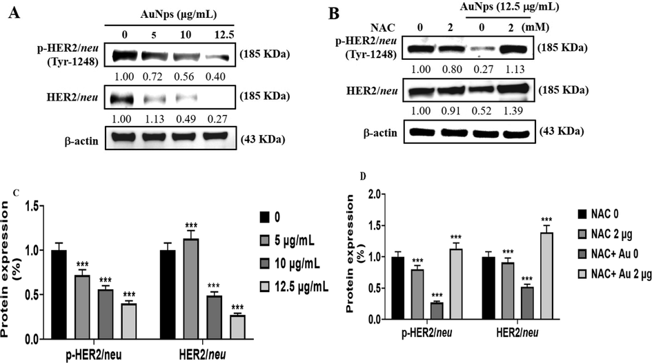 Effect of AuNPs formulated from the Curcuma wenyujin (CW-AuNPs) on immunoblotting analysis of HER-2/neu protein expression in breast carcinoma cell line MDA-MB231/HER2. (A) MDA-MB231/HER2 cells were supplemented with three different dosages of CW-AuNP’s 5 µg/ml, 10 µg/ml, 12.5 µg/ml for 24 h and assessed for HER2/neu protein expression by immunoblotting analysis. (B) MDA-MB231/HER2 cells were pre-administered with N Acetyl cysteine (NAC), antioxidant scavenger and then with three different concentrations of CW-AuNP’s of 5 µg/ml, 10 µg/ml, 12.5 µg/ml for 24 h, then assessed for HER2/neu protein expression by immunoblotting analysis. Each bar represents mean ± SEM of three independent measurements. p < 0.05 is regarded as statistically significant. (C & D) Densitometry analysis of HER-2/neu protein expression in breast carcinoma cell line MDA-MB231/HER2.