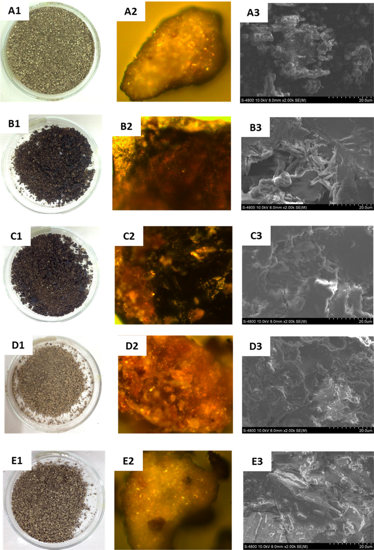 Photos (left), microscopy (middle) and FE-SEM (right) images of the pre-extraction pepper (A1-A3), extraction by hydrodistillation (B1-B3), microwave-assisted hydrodistillation (C1-C3), supercritical CO2 (D1-D3) and hexane (E1-E3).