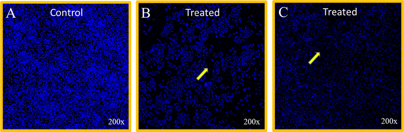 The cell morphologies after DAPI staining (48 h) for the (a) untreated control group, (b) CDMZNSFs-treated (x = 0.00 dose of 0.74 µg/mL) cancer cells and (c) CDMZNSFs-treated (x = 0.10 dose of 2.35 µg/mL) cancer cells. Arrow heads shows the nuclear staining-mediated decay of the cells.