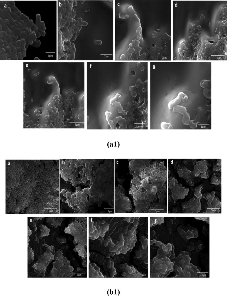 SEM micrographs of the CDMZNSFs-treated bacteria (a1) E. coli (b1) S. aureus. a) untreated cells(control), b) x = 0.00, c) 0.02, d) 0.025, e) 0.05, f) 0.07 and g) 0.01.