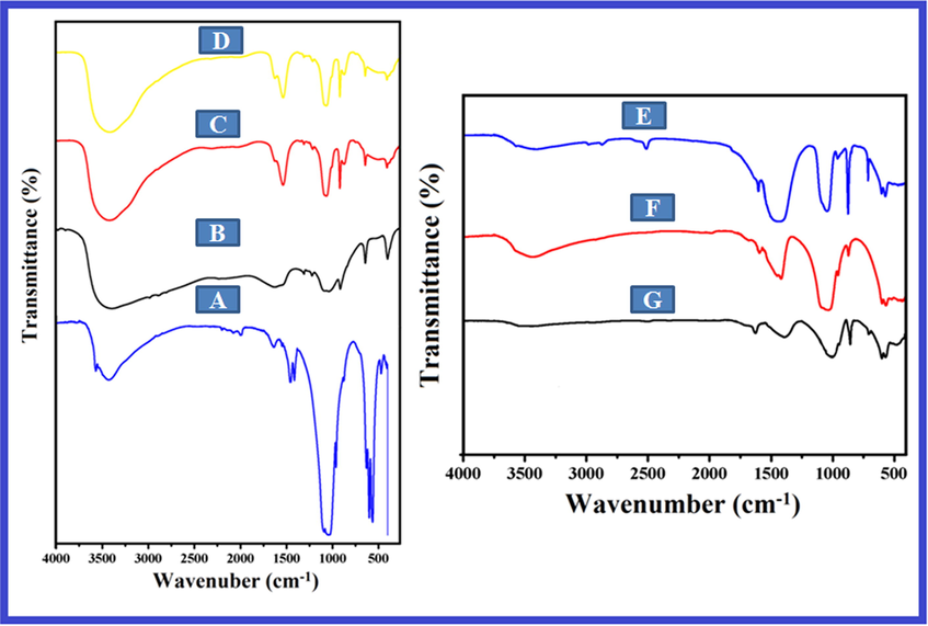 FT-IR spectra of (A) Ga-HA nanoparticles (B) Pectin isolated from the peels of cashews fruits (C) Chitin (D) Pectin- chitin (E) NC-1 (F) NC-2 and (G) NC-3 bio-nanocomposites. The FT-IR spectrum of Ga-HA displayed the presence of OH− and PO43−, O—H (stretching), C—H (stretching), O⚌C—O structures, amide I and C—CH3 (bending). FT-IR spectra of pectin–chitin scaffolds disclosed presence of primary amide groups of chitins. FT-IR spectra of NCS-1 (E), NCS-2 (F) and NCS-3 (G) showed the existence of nano-hydroxyapatite (n-HA) on the outward of bio-composite scaffolds.