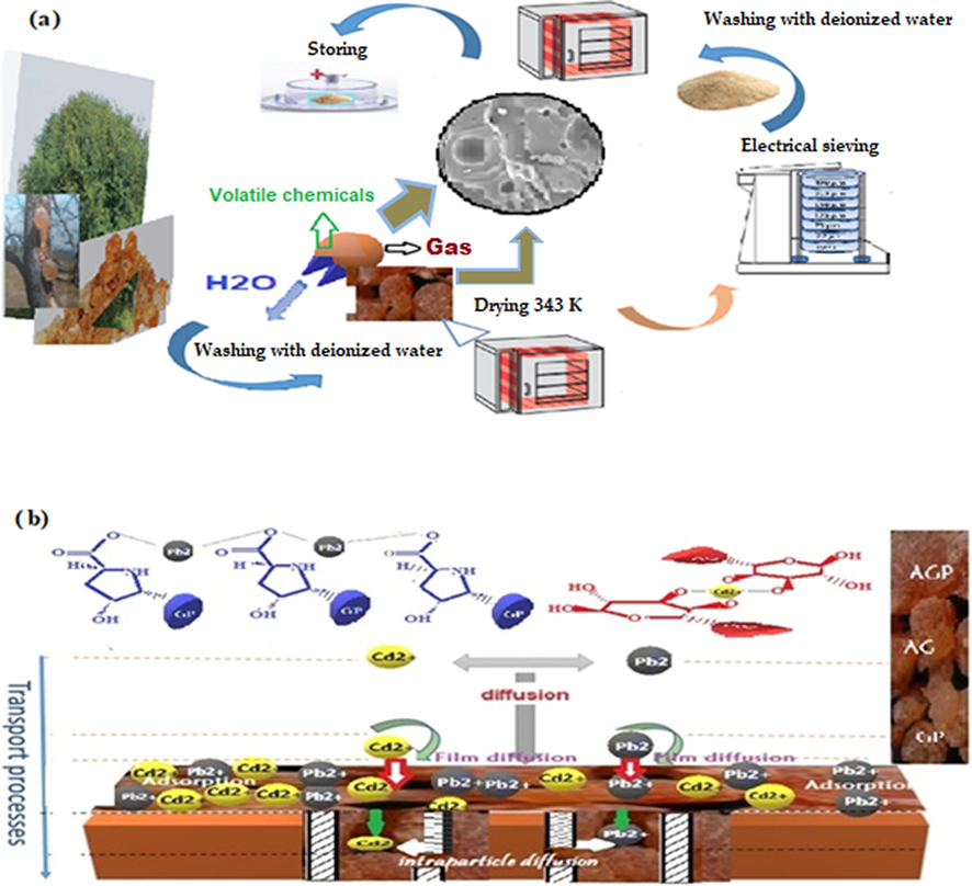 Schematic representation of (a) the processing of the biosorbent and (b) the adsorption mechanism of Lead and Cadmium onto Acacia Gummifera.