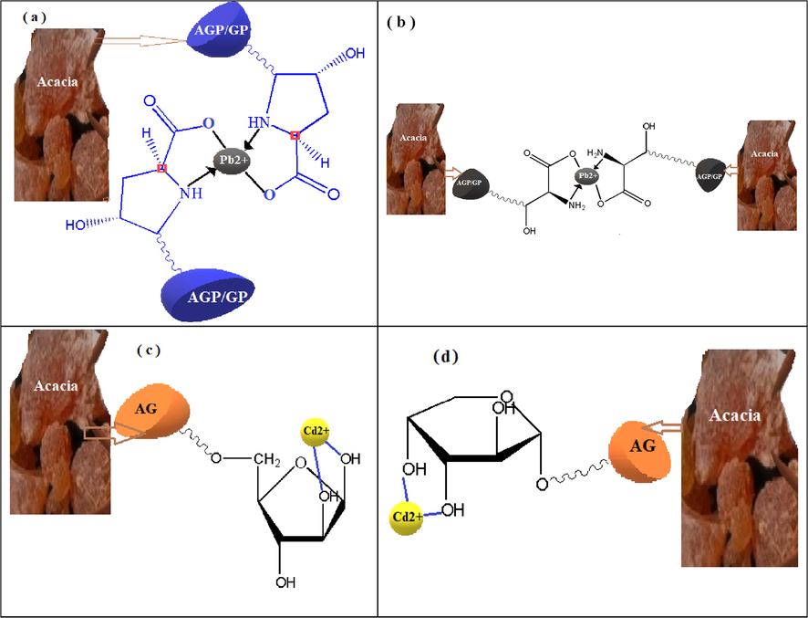 Schematic diagram of complexation of Cd2+ and Pb2+ ions on the extracellular polymers of Acacia Gummifera (a) Lead complexation with hydroxyproline amino acids present in AGP and GP macromolecules, (b) Lead complexation with serine amino acids present in AGP and GP macromolecules, (c) Cadmium complexation with arabinopyranose in AG, (d) Cadmium complexation with arabinofuranose in AG macromolecules.