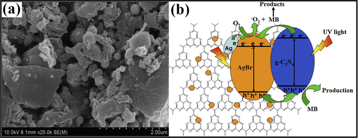 (a) SEM imageries of Ag/AgBr/g-C3N4 nanohybrid depicting deposition of Ag/AgBr particles on aggregated g-C3N4 NS, and (b) Mechanistic view of Ag/AgBr/g-C3N4 composite explicating boosted photocatalytic efficiency; reproduced with permission from Elsevier (Licence no. 4746461343390) (Chen et al., 2015).