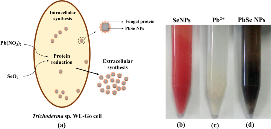 (a) Schematic fabrication of PbSe NPs by Trichoderma sp. WL-Go (b) biosynthesized Se NPs, (c) un-synthesized Pb(NO3)2 and (d) biosynthesized PbSe NPs in solution.