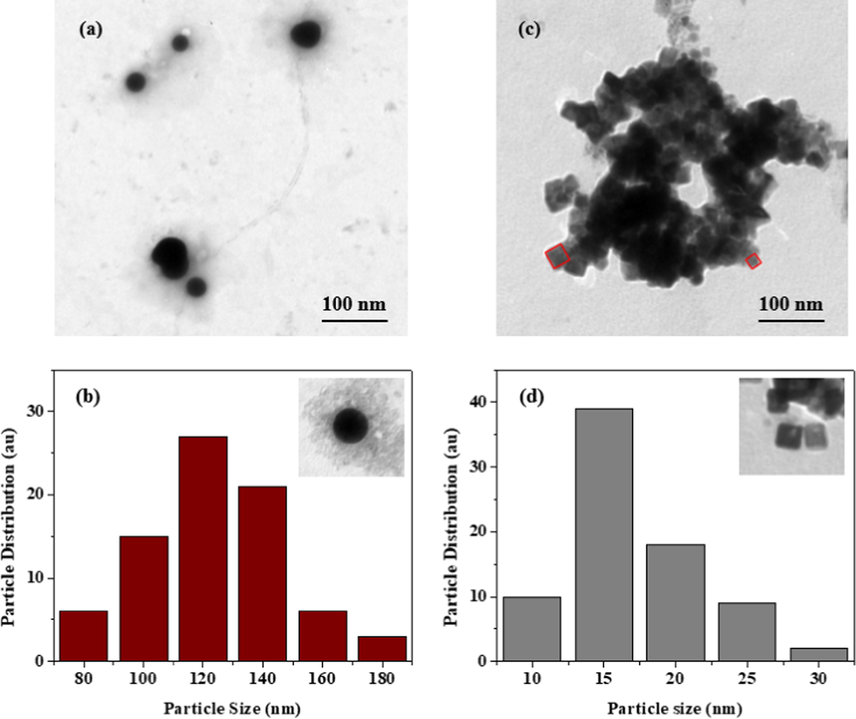 Se NPs (a) Morphological and (b) size distribution analysis and PbSe NPs (c) morphological and (d) size distribution analysis.