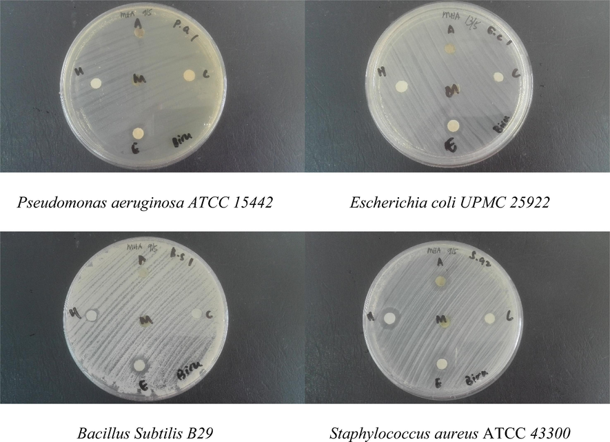 Antibacterial activity of Sargassum sp. with different solvent, M = methanol, H = hexane, A = acetone, C = chloroform and E = 70% ethanol.